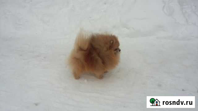 Вязка пом мишки,есть щенки Ижевск - изображение 1