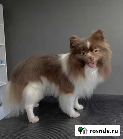 Стрижка собак всех пород Мурино - изображение 1