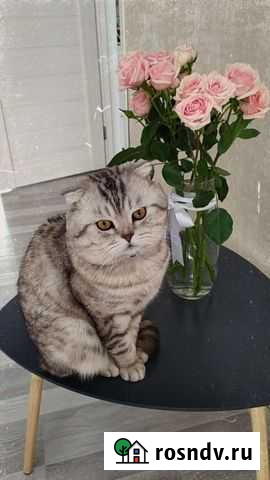 Вязка Шотланский вислоухий Тольятти - изображение 1