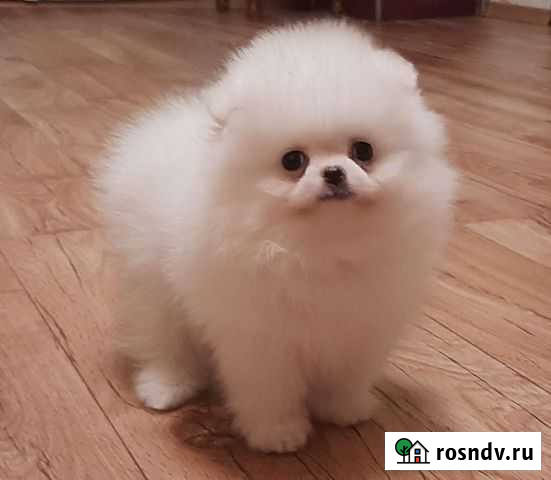 Померанский шпиц мальчик Ярославль - изображение 1