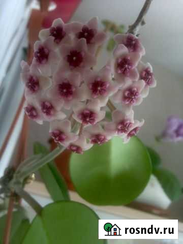 Красивоцветущие лианы хойи Новокузнецк - изображение 1