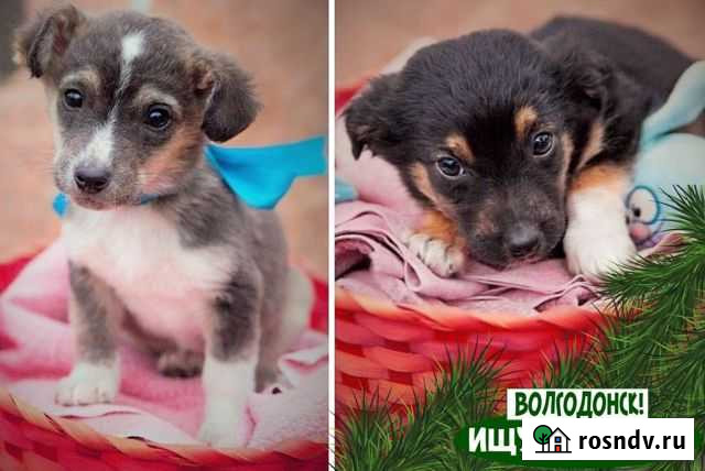 Крошки с ладошку для души Волгодонск - изображение 1