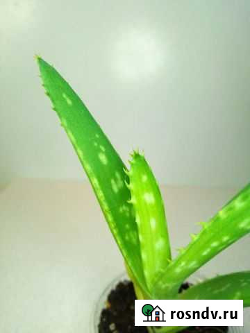 Алоэ Вера Рязань - изображение 1