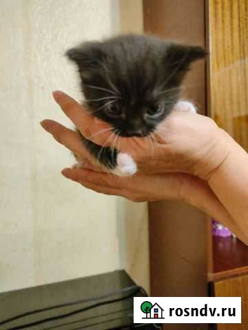 Кошка Тамбов - изображение 1