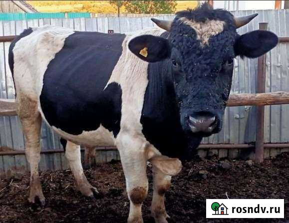 Бык Нефтекамск - изображение 1