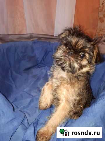 Щенки гриффоны Калуга - изображение 1