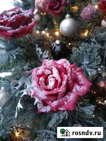 Новогодние елки сосны Калининград - изображение 1