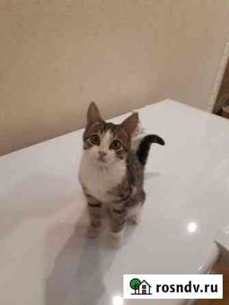Котик мальчик Уфа