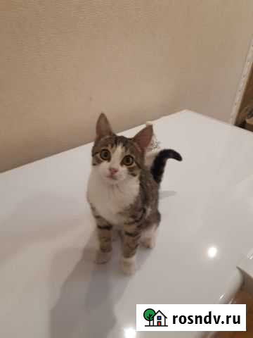 Котик мальчик Уфа - изображение 1