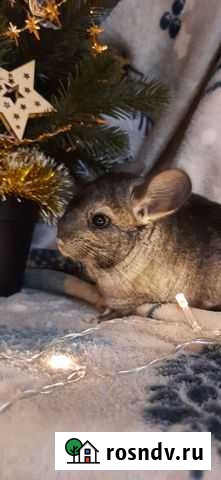 Шиншилла Самара - изображение 1