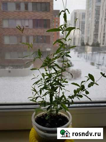 Гранат карликовый Новосибирск - изображение 1