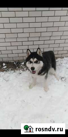 Сибирский хаски вязка Брянск - изображение 1