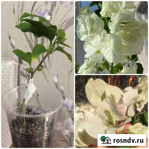 Бугенвиллия Mrs Alice Нижний Тагил - изображение 1