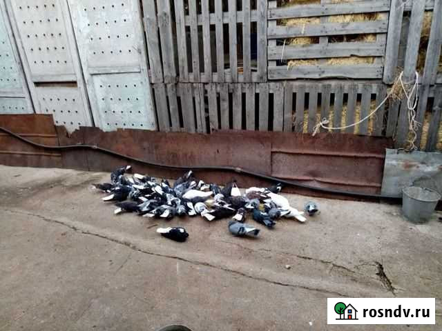 Голуби Елец - изображение 1