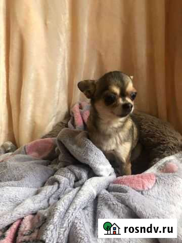 Чихуахуа Новошахтинск - изображение 1