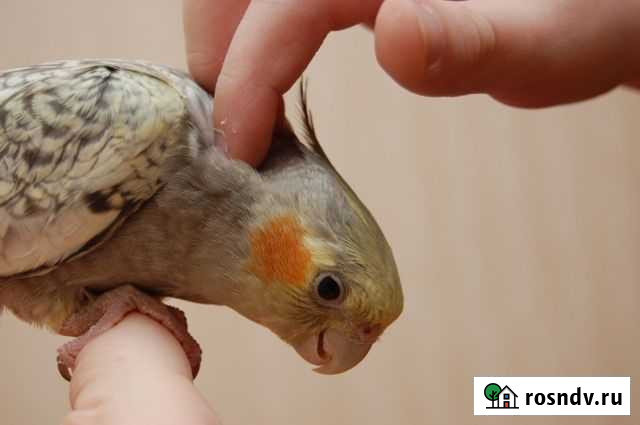 Молодые Кореллы домашнего разведения Новосибирск - изображение 1