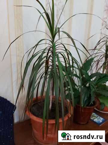 Драцена Нефтекамск - изображение 1