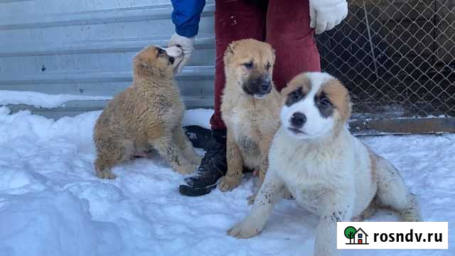 Продаём щенков Алабая Горбатовка - изображение 1