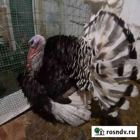 Индюки Восточное