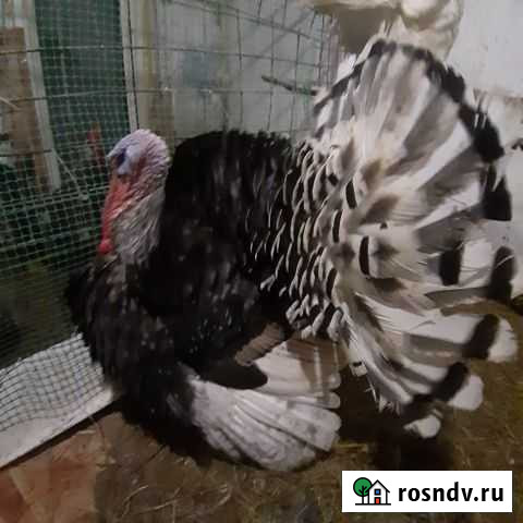 Индюки Восточное - изображение 1