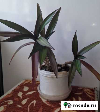 Комнатное растение Рео Ржев - изображение 1