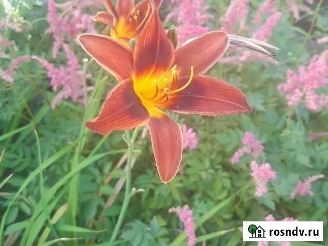 Лилейник Ковров - изображение 1