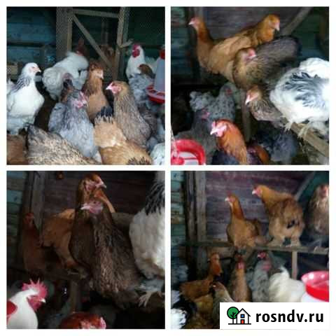 Куры Петухи элитных пород Вичуга - изображение 1