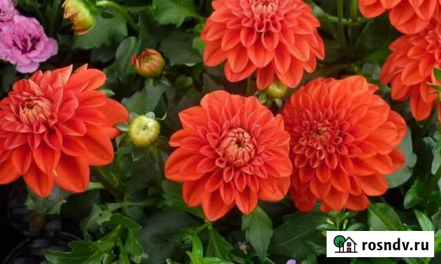 Георгины Калининград - изображение 1