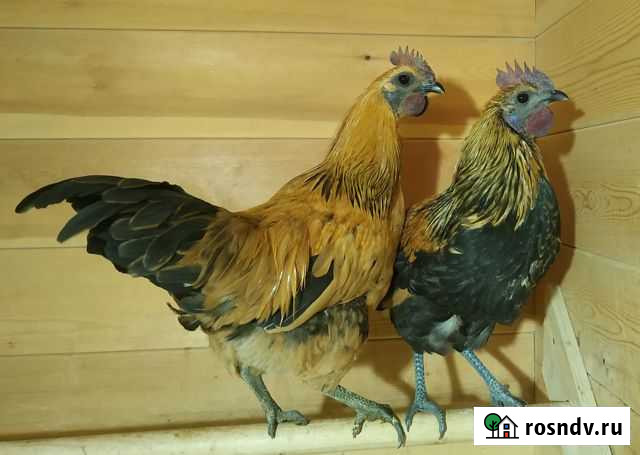 Петушки Лакеданзи Мытищи - изображение 1