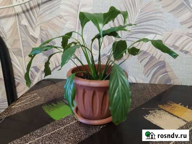 Спатифиллум Новокузнецк - изображение 1