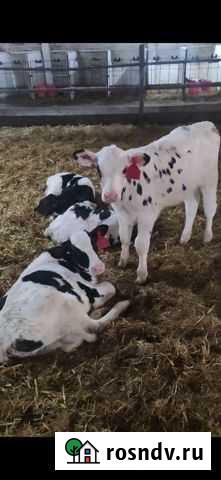 Бычки телята молодняк Верх-Чебула - изображение 1