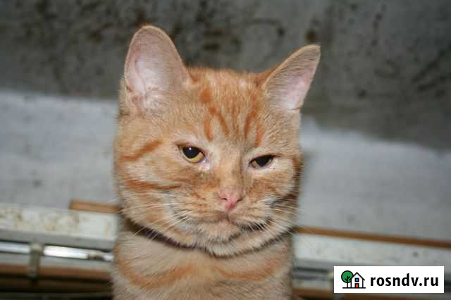 Котенок-мальчик. К лотку приучен Белгород - изображение 1