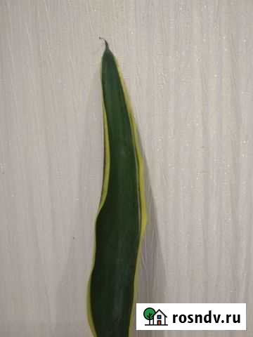 Цветы Сансевиерия Блэк Голд сортовая щучий хвост Гатчина - изображение 1