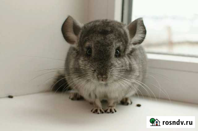 Шиншилла Белгород - изображение 1