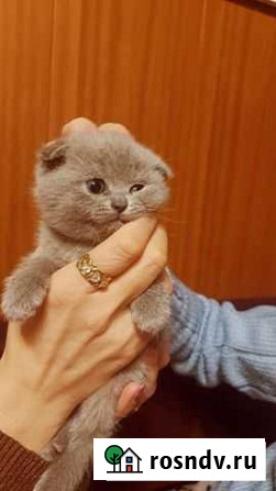 Шотландская вислоухая Воскресенск - изображение 1