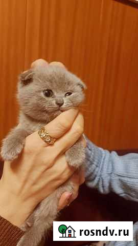 Шотландская вислоухая Воскресенск - изображение 1