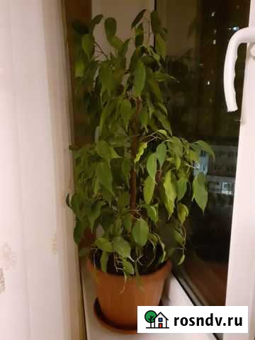 Фикус бенджамина Раменское - изображение 1