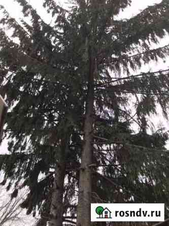 Ель 2 штуки бесплатно Елец