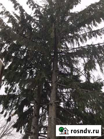 Ель 2 штуки бесплатно Елец - изображение 1