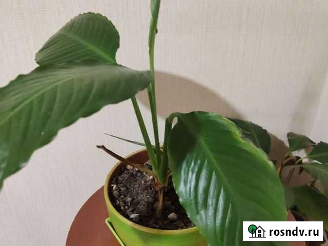 Спатифиллум Благовещенск - изображение 1