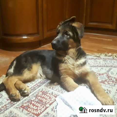 Щенок Немецкой овчарки Щёлково - изображение 1