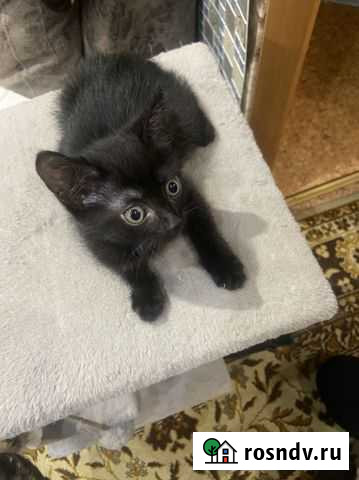 Отдам кошку в хорошие руки Новосибирск - изображение 1