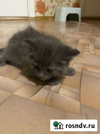 Котята в добрые руки даром Ижевск - изображение 1