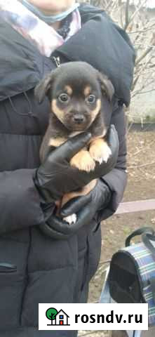 Метис тоя в добрые руки Волгоград - изображение 1