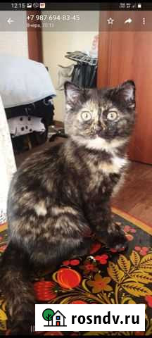 Котята Саранск - изображение 1