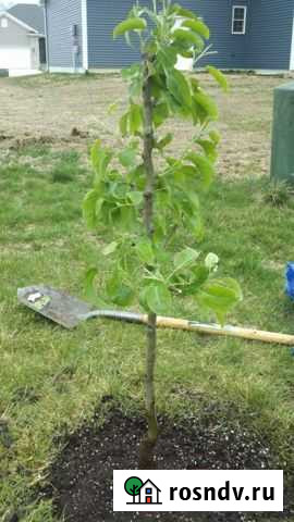 Яблони Балаково - изображение 1