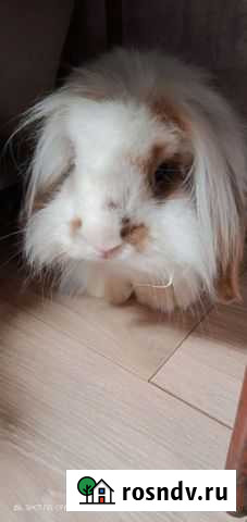 Декоративные кролики вислоухие Омск - изображение 1