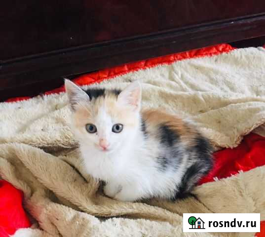 Котёночек в дрбрые руки Владикавказ - изображение 1