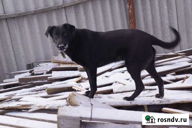 Собаки в добрые руки Валуйки - изображение 1