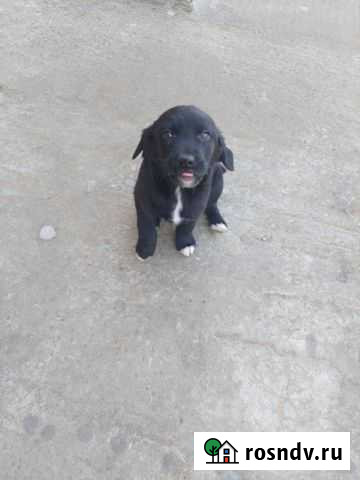 Собаки бесплатно в добрые руки щенки Махачкала - изображение 1